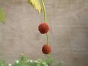 Plane Tree Flower 